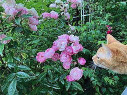 京都ねこきた不動産