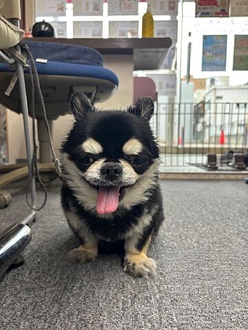 スタッフ