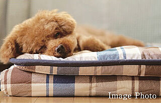 デュオヒルズ上通町 ペット飼育可能