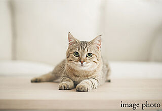 レーベン水戸ONE STATE TOWER ペット可マンション／足洗い場