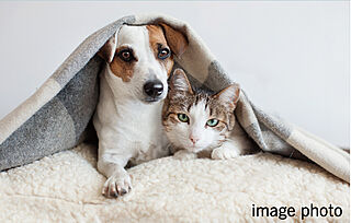 ザ・グランドグレイス 大阪西九条 ペット可マンション