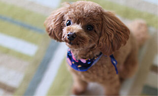 ネベル鶴瀬 ペット可マンション