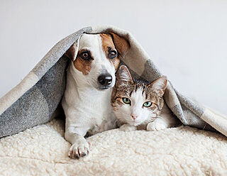 ネベル草加 Tiare ペット可マンション