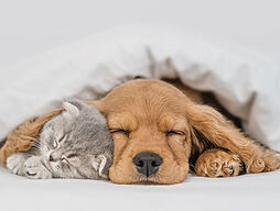 レーベン富山駅北VISIONISTA 設備