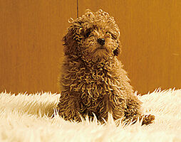 リビオタワー大分 設備