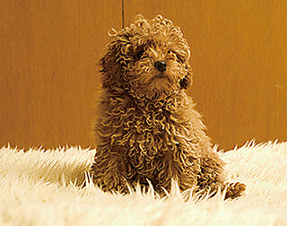 リビオタワー大分 ペット飼育可