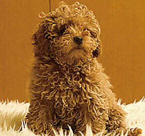 リビオ八戸ノ里駅前 ペット飼育可