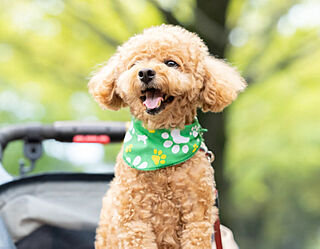 リーフィアレジデンス海老名ブライトガーデン ペット足洗い場