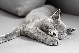 プレミスト国立ゲートレジデンス 設備