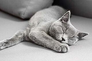 プレミスト国立ゲートレジデンス ペット飼育可