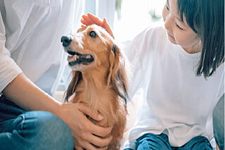 クレストプライムシティ南砂 ペットと暮らせるマンション