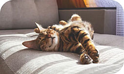 ユニハイム御堂筋あびこ 設備