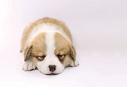 ガーラ・レジデンス南浦和プルミエ 設備