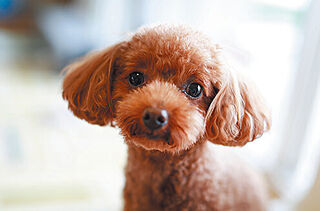 プレシス立川パークフロント ペット共生マンション