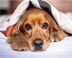 プレシス与野本町 設備