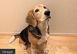 アイムテラス福住 ペット飼育可