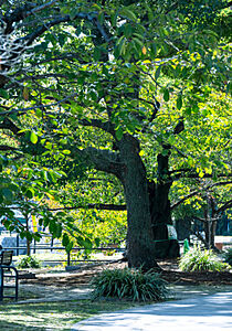 京橋川 東部河岸緑地 約110m(徒歩2分)