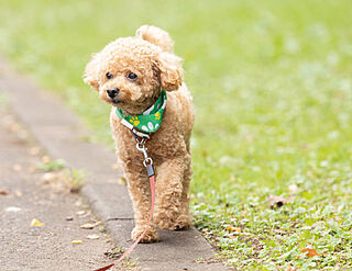 レ・ジェイド篠崎 ペット飼育可