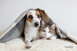 CHIBA STORIESプロジェクト ペット同居可