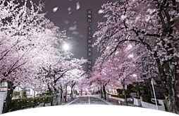 パレステージ宮崎台III その他