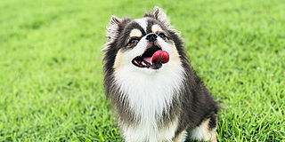ブランシエラ大浦サンリヤン ペット飼育可