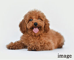 ティサージュ桜山 設備