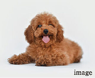 ティサージュ桜山 ペット飼育可能・ペット足洗い場