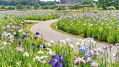小岩菖蒲園 約1,820m