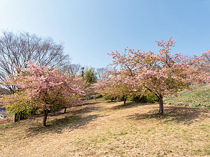 中川八幡山公園 約160m
