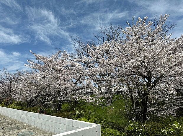 現地写真　桜が見渡せる分譲地です。