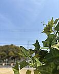 大阪府大阪市平野区加美東6丁目：物件画像