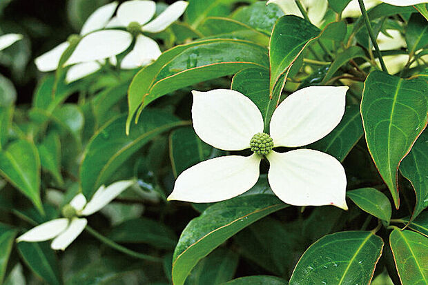 【【邸宅の佇まいに映える潤いの植栽】】洗練された佇まいの外観デザインを瑞々しい彩りで装う植栽。季節ごとに木々や花たちの違った表情が心を潤していきます。※写真はイメージです。