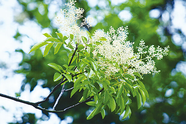 【【潤いを感じる植栽計画】】シマトネリコやエゴノキなど花を咲かせる庭木や、実を食べる楽しみがあるジューンベリーなどを採用。季節の移ろいを感じながら暮らしを紡いでいけます。※画像はイメージです。
