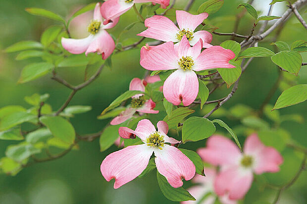 【【四季を楽しむ植栽計画】】春の緑から夏の木漏れ日、秋の紅葉、冬の落ち着いた佇まいまで、一年を通して自然の美しさを感じられます。※号棟により採用状況が異なります。※画像はイメージです。