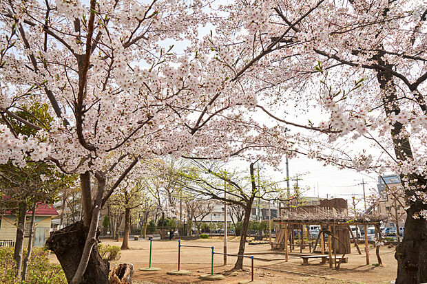 からさわ公園（現地より徒歩7分）