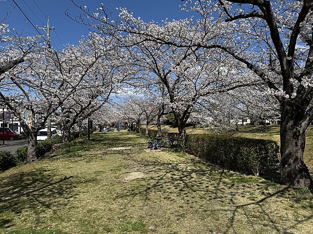 ふれあい緑道まで約300m 徒歩4分。二子山公園、朝宮公園、落合公園、潮見坂平和公園を八田川・生地川で結んだ緑のネットワーク。様々な木々が立ち並び、四季折々の姿を見せてくれます。