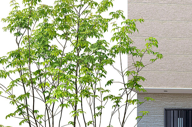 【【アクセントとなる植栽】】シンボルツリーとして1本の高木(アオダモ)を植えることで、四季を感じられる街並みに。さらに、管理のしやすい外構としています。