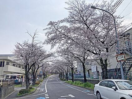 桜並木