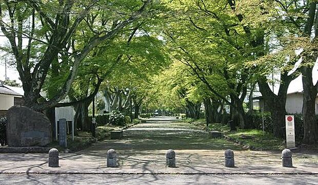 大山公園(約330m)