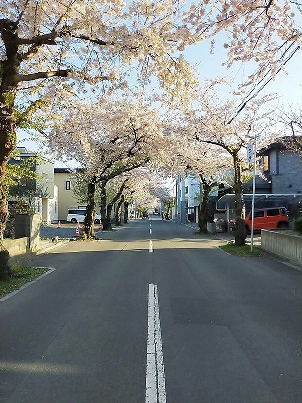 【周辺道路】桜ヶ丘通りの桜並木（2023年4月撮影）