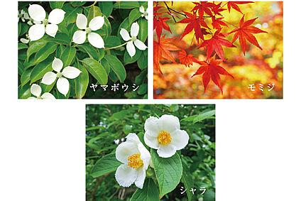 【四季を運ぶ彩り豊かなシンボルツリー】