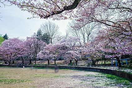 白山公園（現地より徒歩7分） 約520m