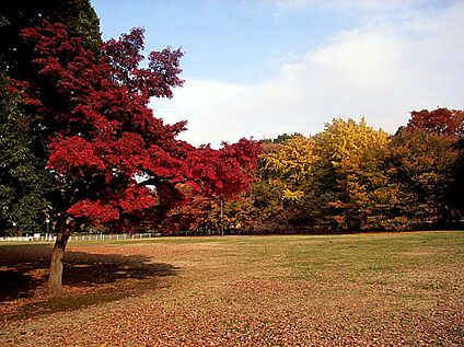 砧公園 約1200ｍ(徒歩約15分)
