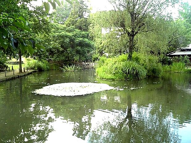 丸池雑木林公園
