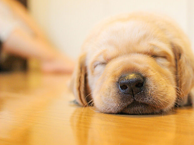 【床暖房】リビングには床暖房を標準で完備。空気を汚さずに室内を快適な温度に保ちますので、小さなお子様やご年配の方にも安心です
