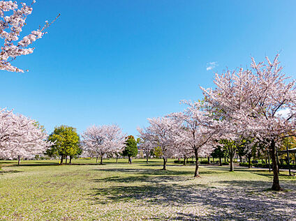 大島小松川公園 1300ｍ(徒歩16分)