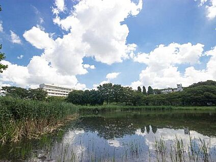 白幡沼 350m(徒歩5分)