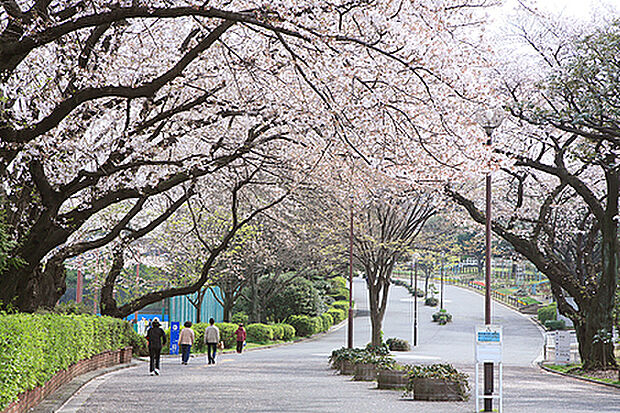 三ツ沢公園（約850m）