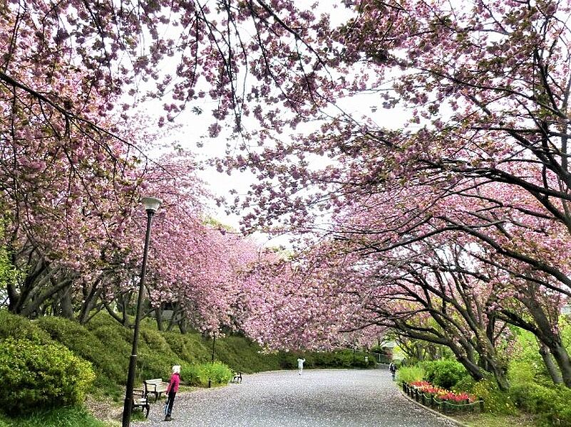 【レジャー】菊名桜山公園
