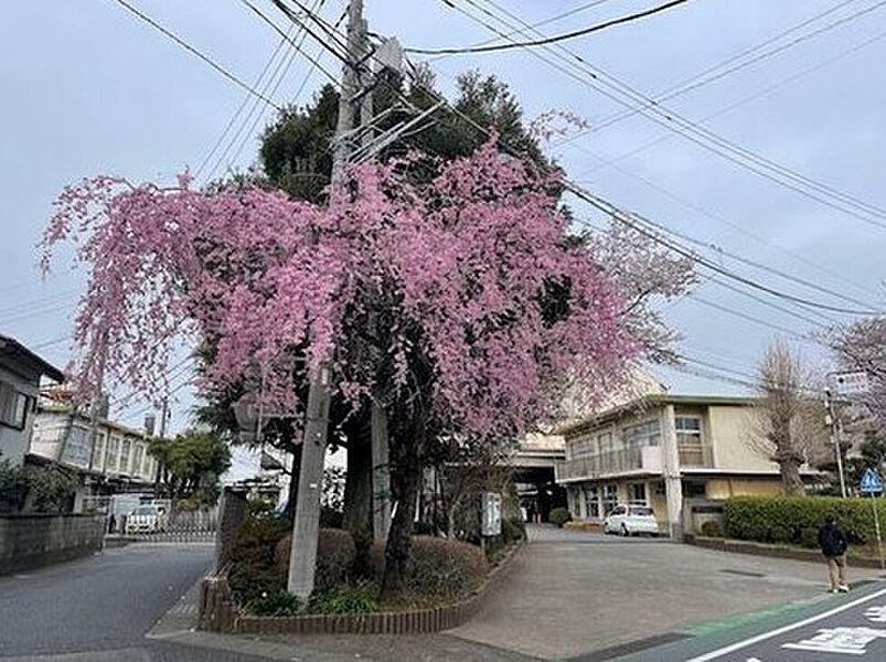 【学校】取手市立白山小学校